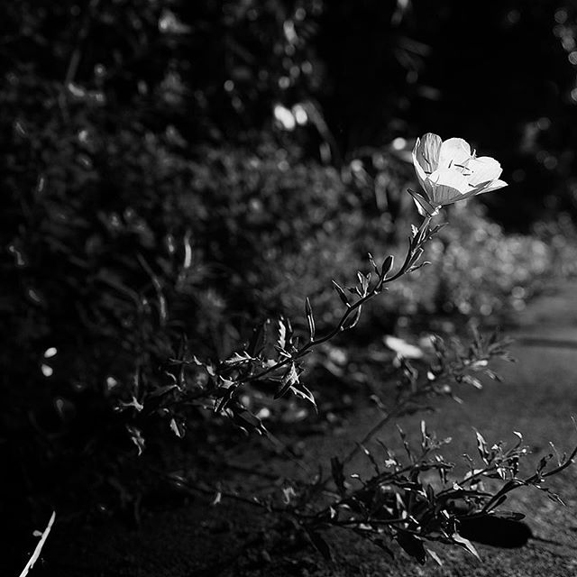 路傍…..#worldcaptures #royalsnappingartists#myighub #Bnw_captures #bnw_fabulous #all_bnwshots #sombrebw #friendsinbnw #Rsa_bnw #Rustlord_unity #bnw_lombardia_member #modefinedbw #insta_pick_bw  #pr0ject_bnw #trb_bnw #tgif_bnw #foto_blackwhite #dof_addicts #great_bnw_nature #bnw_sweden #igs_bnw #Thehub_bnw #fingerprintofgod #naturehippys_ #Nature_brilliance_bnw #GrammerCollective #bwgrammer #bewitched_flowers