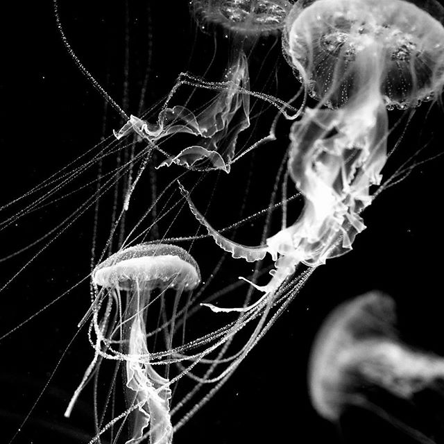 boisterous dance…..#worldcaptures #royalsnappingartists#myighub #Bnw_captures #bnw_fabulous #all_bnwshots #sombrebw #friendsinbnw #Rsa_bnw #Rustlord_unity #bnw_lombardia_member #modefinedbw #insta_pick_bw  #pr0ject_bnw #trb_bnw #tgif_bnw #foto_blackwhite #dof_addicts #great_bnw_nature #bnw_sweden #igs_bnw #Thehub_bnw #fingerprintofgod #naturehippys_ #Nature_brilliance_bnw #GrammerCollective #bwgrammer #bewitched_flowers