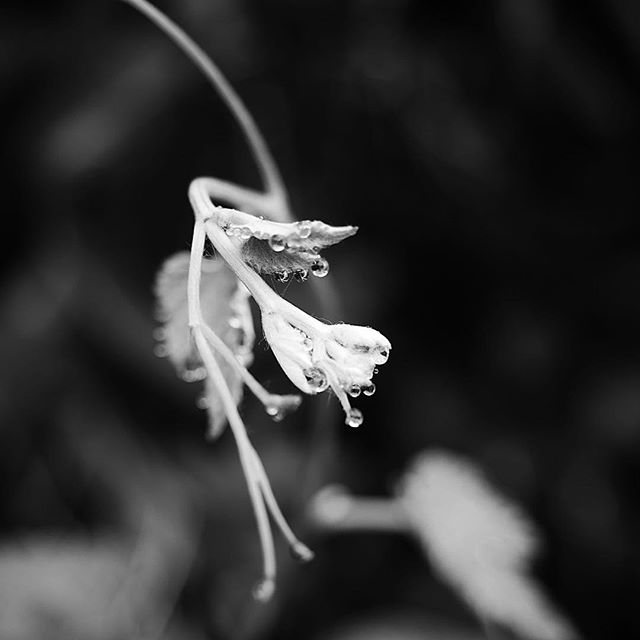 Lingering scent of the shower…..#worldcaptures #royalsnappingartists#myighub #Bnw_captures #bnw_fabulous #all_bnwshots #sombrebw #friendsinbnw #Rsa_bnw #Rustlord_unity #bnw_lombardia_member #modefinedbw #insta_pick_bw  #pr0ject_bnw #trb_bnw #tgif_bnw #foto_blackwhite #dof_addicts #great_bnw_nature #bnw_sweden #igs_bnw #Thehub_bnw #fingerprintofgod #naturehippys_ #Nature_brilliance_bnw #GrammerCollective #bwgrammer #bewitched_flowers