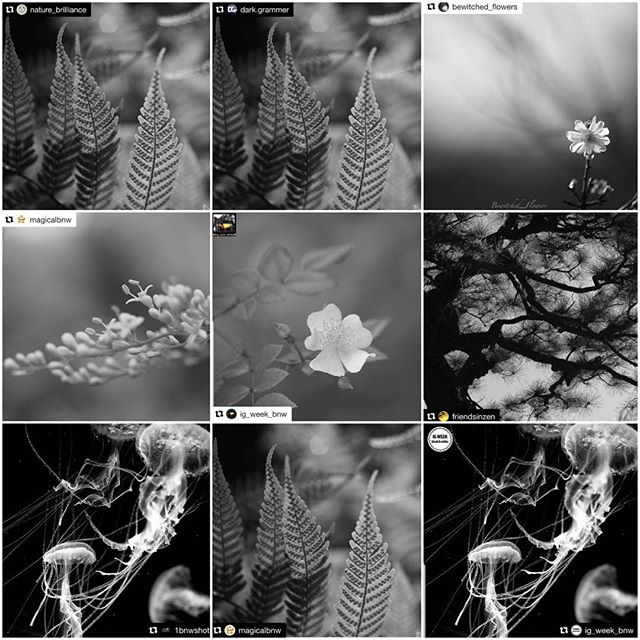 Huge Thanks for the FEATURES!I really appreciate for the featuring of my photos! It's great honor!_top@nature_brilliance #nature_brilliance @dark.grammer #DarkGrammer @bewitched_flowers #bewitched_flowers _middle@magicalbnw #magicalbnw @ig_week_bnw #ig_week_bnw @friendsinzen #friendsinzen _bottom@1bnwshot #1bnwshot @magicalbnw #magicalbnw @ig_week_bnw #ig_week_bnw ___Hey guys! Please check out Amazing feed!!★no need likes and comments, Thank you friends for your support!