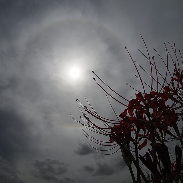 Vague orbit…..#worldcaptures #royalsnappingartists#myighub #Bnw_captures #bnw_fabulous #all_bnwshots #sombrebw #friendsinbnw #Rsa_bnw #Rustlord_unity #bnw_lombardia_member #modefinedbw #insta_pick_bw  #pr0ject_bnw #trb_bnw #tgif_bnw #foto_blackwhite #dof_addicts #great_bnw_nature #bnw_sweden #igs_bnw #Thehub_bnw #fingerprintofgod #naturehippys_ #Nature_brilliance_bnw #GrammerCollective #bwgrammer #bewitched_flowers