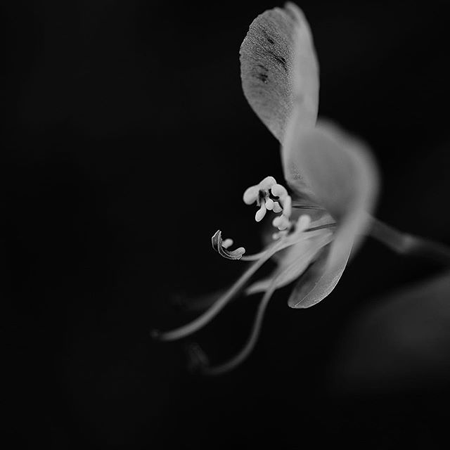 Do not touch…..#worldcaptures #royalsnappingartists#myighub #Bnw_captures #bnw_fabulous #all_bnwshots #sombrebw #friendsinbnw #Rsa_bnw #Rustlord_unity #bnw_lombardia_member #modefinedbw #insta_pick_bw  #pr0ject_bnw #trb_bnw #tgif_bnw #foto_blackwhite #dof_addicts #great_bnw_nature #bnw_sweden #igs_bnw #Thehub_bnw #fingerprintofgod #naturehippys_ #Nature_brilliance_bnw #GrammerCollective #bwgrammer #bewitched_flowers