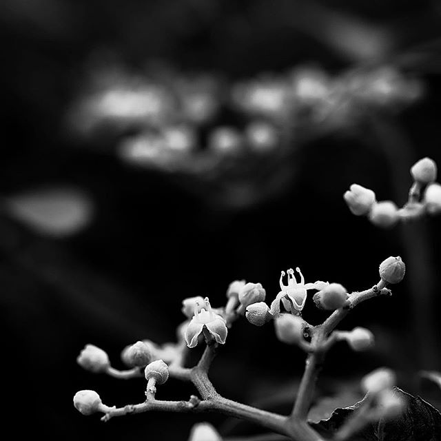 I can take anything…..#worldcaptures #royalsnappingartists#myighub #Bnw_captures #bnw_fabulous #all_bnwshots #sombrebw #friendsinbnw #Rsa_bnw #Rustlord_unity #bnw_lombardia_member #modefinedbw #insta_pick_bw #pr0ject_bnw #trb_bnw #tgif_bnw #foto_blackwhite #dof_addicts #great_bnw_nature #bnw_sweden #igs_bnw #Thehub_bnw #fingerprintofgod #naturehippys_ #Nature_brilliance_bnw #GrammerCollective #bwgrammer #bewitched_flowers