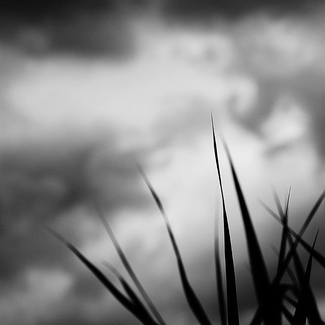 a gloomy day…..#worldcaptures #royalsnappingartists#myighub #Bnw_captures #bnw_fabulous #all_bnwshots #sombrebw #friendsinbnw #Rsa_bnw #Rustlord_unity #bnw_lombardia_member #modefinedbw #insta_pick_bw  #pr0ject_bnw #trb_bnw #tgif_bnw #foto_blackwhite #dof_addicts #great_bnw_nature #bnw_sweden #igs_bnw #Thehub_bnw #fingerprintofgod #naturehippys_ #Nature_brilliance_bnw #GrammerCollective #bwgrammer #bewitched_flowers