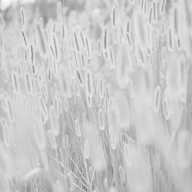 A gentle daytime dream…..#worldcaptures #royalsnappingartists#myighub #Bnw_captures #bnw_fabulous #all_bnwshots #sombrebw #friendsinbnw #Rsa_bnw #Rustlord_unity #bnw_lombardia_member #modefinedbw #insta_pick_bw #pr0ject_bnw #trb_bnw #tgif_bnw #foto_blackwhite #dof_addicts #great_bnw_nature #bnw_sweden #igs_bnw #Thehub_bnw #fingerprintofgod #naturehippys_ #Nature_brilliance_bnw #GrammerCollective #bwgrammer #bewitched_flowers