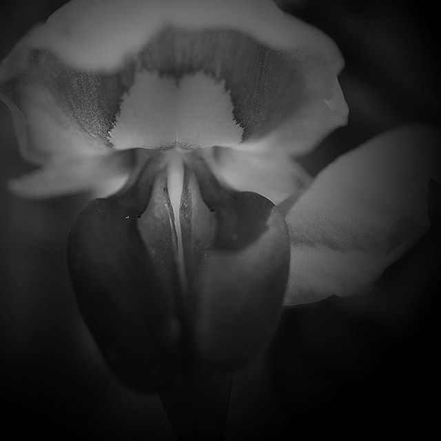 scent of the message…..#worldcaptures #royalsnappingartists#myighub #Bnw_captures #bnw_fabulous #all_bnwshots #sombrebw #friendsinbnw #Rsa_bnw #Rustlord_unity #bnw_lombardia_member #modefinedbw #insta_pick_bw #pr0ject_bnw #trb_bnw #tgif_bnw #foto_blackwhite #dof_addicts #great_bnw_nature #bnw_sweden #igs_bnw #Thehub_bnw #fingerprintofgod #naturehippys_ #Nature_brilliance_bnw #GrammerCollective #bwgrammer #bewitched_flowers