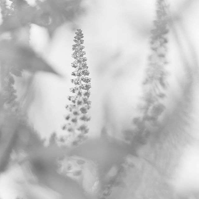 Wish I stayed…..#worldcaptures #royalsnappingartists#myighub #Bnw_captures #bnw_fabulous #all_bnwshots #sombrebw #friendsinbnw #Rsa_bnw #Rustlord_unity #bnw_lombardia_member #modefinedbw #insta_pick_bw #pr0ject_bnw #trb_bnw #tgif_bnw #foto_blackwhite #dof_addicts #great_bnw_nature #bnw_sweden #igs_bnw #Thehub_bnw #fingerprintofgod #naturehippys_ #Nature_brilliance_bnw #GrammerCollective #bwgrammer #bewitched_flowers