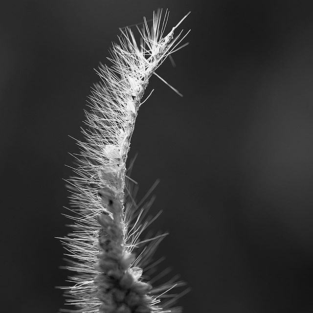 half…..#worldcaptures #royalsnappingartists#myighub #Bnw_captures #bnw_fabulous #all_bnwshots #sombrebw #friendsinbnw #Rsa_bnw #Rustlord_unity #bnw_lombardia_member #modefinedbw #insta_pick_bw #pr0ject_bnw #trb_bnw #tgif_bnw #foto_blackwhite #dof_addicts #great_bnw_nature #bnw_sweden #igs_bnw #Thehub_bnw #fingerprintofgod #naturehippys_ #Nature_brilliance_bnw #GrammerCollective #bwgrammer #bewitched_flowers