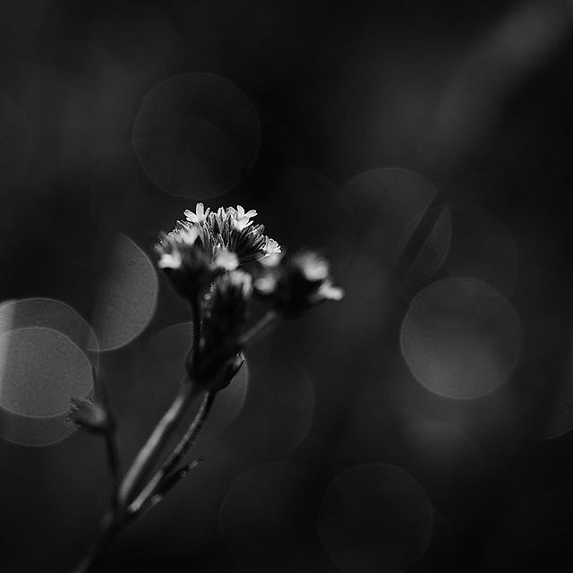 Figlio perduto, Vuoi far un gioco?…..#worldcaptures #royalsnappingartists#myighub #Bnw_captures #bnw_fabulous #all_bnwshots #sombrebw #friendsinbnw #Rsa_bnw #Rustlord_unity #bnw_lombardia_member #modefinedbw #insta_pick_bw #pr0ject_bnw #trb_bnw #tgif_bnw #foto_blackwhite #dof_addicts #great_bnw_nature #bnw_sweden #igs_bnw #Thehub_bnw #fingerprintofgod #naturehippys_ #Nature_brilliance_bnw #GrammerCollective #bwgrammer #bewitched_flowers