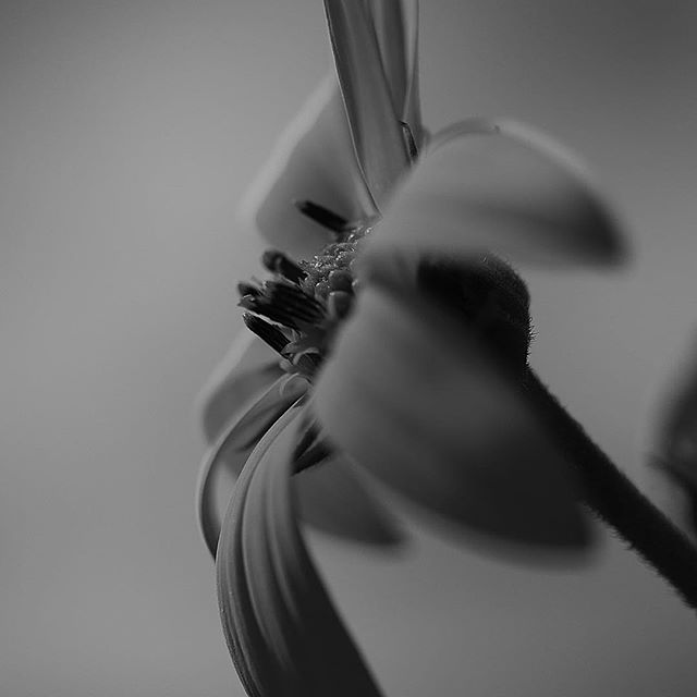 Květiny…..#worldcaptures #royalsnappingartists#myighub #Bnw_captures #bnw_fabulous #all_bnwshots #sombrebw #friendsinbnw #Rsa_bnw #Rustlord_unity #bnw_lombardia_member #modefinedbw #insta_pick_bw #pr0ject_bnw #trb_bnw #tgif_bnw #foto_blackwhite #dof_addicts #great_bnw_nature #bnw_sweden #igs_bnw #Thehub_bnw #fingerprintofgod #naturehippys_ #Nature_brilliance_bnw #GrammerCollective #bwgrammer #bewitched_flowers