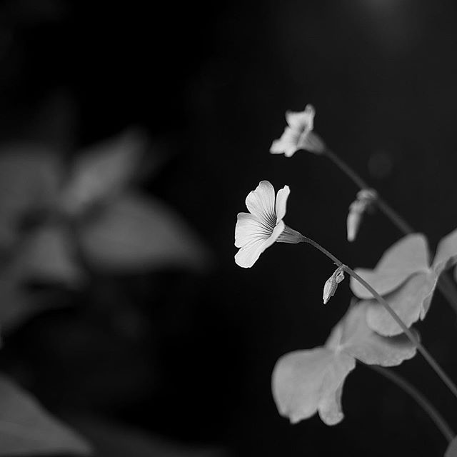 I don't need anything…..#worldcaptures #royalsnappingartists#myighub #Bnw_captures #bnw_fabulous #all_bnwshots #sombrebw #friendsinbnw #Rsa_bnw #Rustlord_unity #bnw_lombardia_member #modefinedbw #insta_pick_bw #pr0ject_bnw #trb_bnw #tgif_bnw #foto_blackwhite #dof_addicts #great_bnw_nature #bnw_sweden #igs_bnw #Thehub_bnw #fingerprintofgod #naturehippys_ #Nature_brilliance_bnw #GrammerCollective #bwgrammer #bewitched_flowers