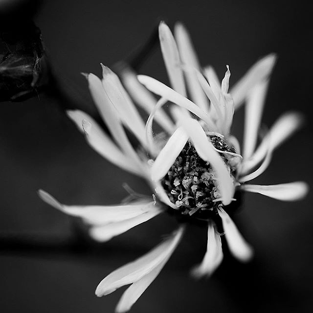 Don't be frightened…..#worldcaptures #royalsnappingartists#myighub #Bnw_captures #bnw_fabulous #all_bnwshots #sombrebw #friendsinbnw #Rsa_bnw #Rustlord_unity #bnw_lombardia_member #modefinedbw #insta_pick_bw #pr0ject_bnw #trb_bnw #tgif_bnw #foto_blackwhite #dof_addicts #great_bnw_nature #bnw_sweden #igs_bnw #Thehub_bnw #fingerprintofgod #naturehippys_ #Nature_brilliance_bnw #GrammerCollective #bwgrammer #bewitched_flowers