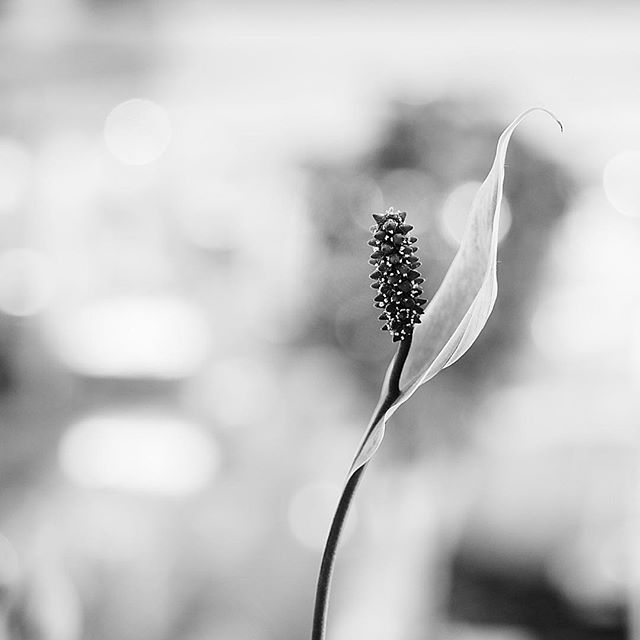 listening to a violin concerto