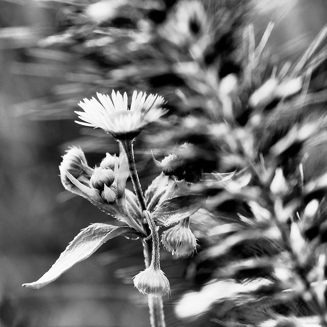 The beauty is undermined