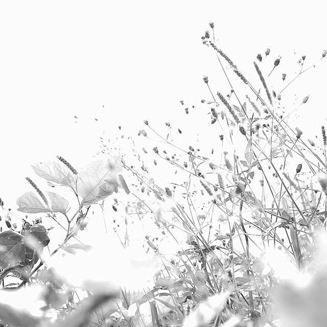 The notes of pleasure