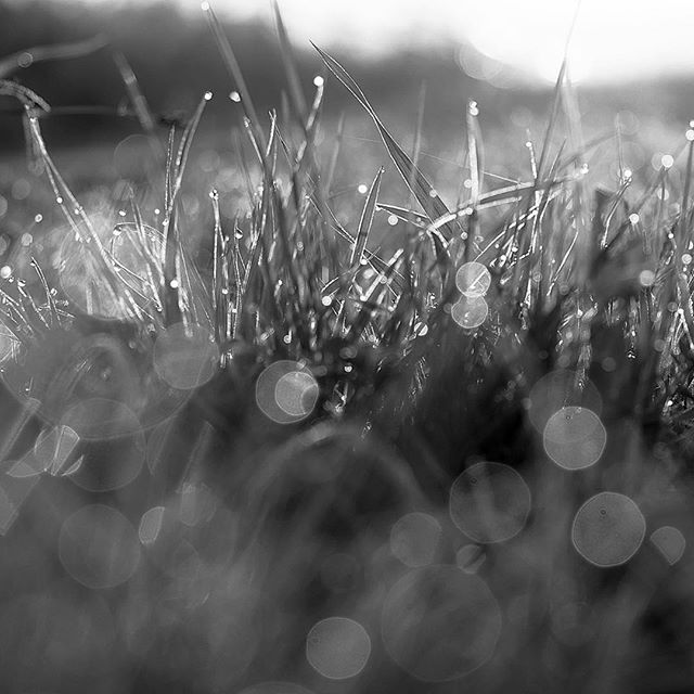 Please collect morning dew instead of tears