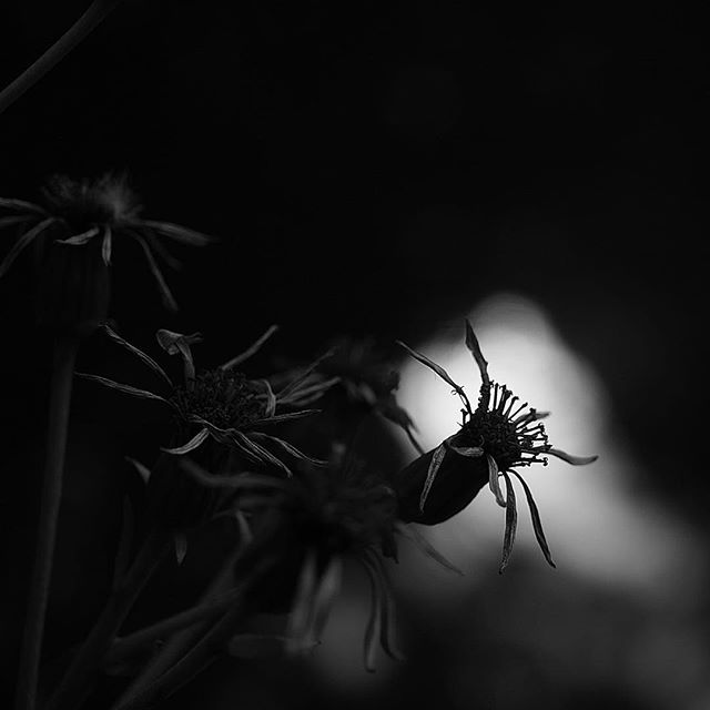 afterglow of the wonderful days