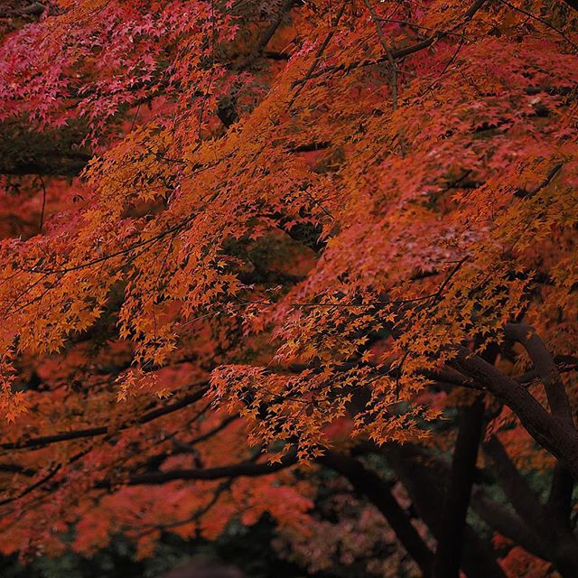 A Study in Scarlet 3